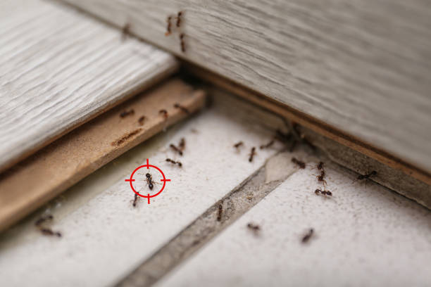 Best Pest Removal Services  in Wamac, IN